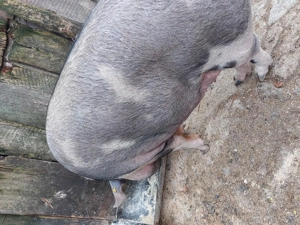 Mega,Mega,oferta - imagine 4