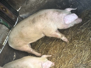 Vând porc de 130 de kile 18 RON kilul - imagine 3