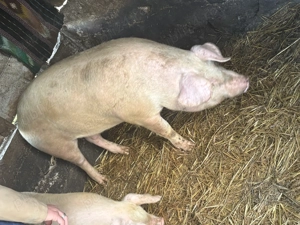 Vând porc de 130 de kile 18 RON kilul - imagine 2