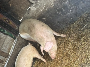 Vând porc de 130 de kile 18 RON kilul - imagine 4