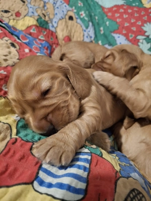 cocker spaniol auriu de vanzare - imagine 5