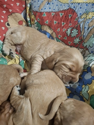 cocker spaniol auriu de vanzare - imagine 3