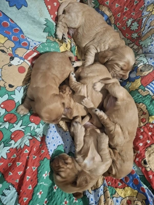 De vinzre cinci puiuti de cocker spaniol auriu in cautare de familie iubitoare - imagine 2