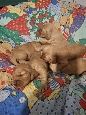 cocker spaniol auriu de vanzare - imagine 4