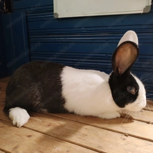 Iepuri de vanzare - imagine 2