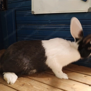 Iepuri de vanzare - imagine 3