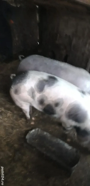 porci de vanzare