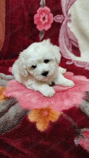 Bichon maltez