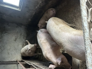 Vând porci de carne - imagine 2