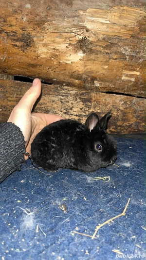 disponibili iepurasi rex pitic  - imagine 2