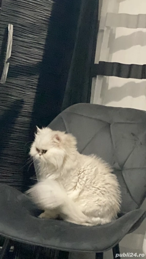 vand persana - imagine 2