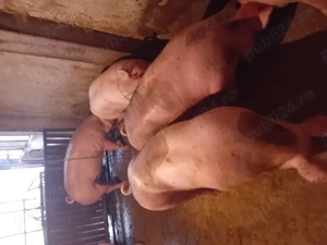 Porci de vanzare ....... - imagine 5