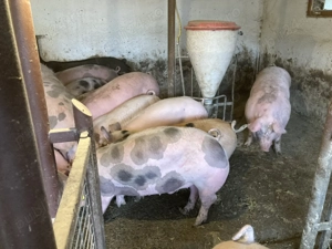 Porci 100 - 140 kg pentru Craciun - imagine 7