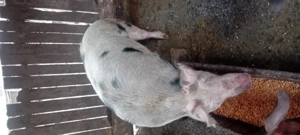 Vind porci rasa carne  - imagine 3