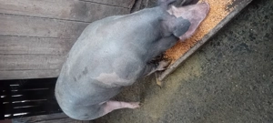 Vind porci rasa carne  - imagine 4