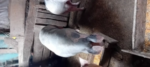 Vind porci rasa carne  - imagine 5