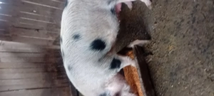 Vind porci rasa carne  - imagine 5