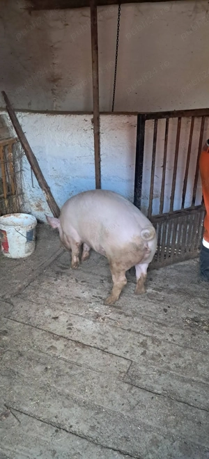 Vând porc 100-110 kg pentru mai multe detali va rog sunați  - imagine 4