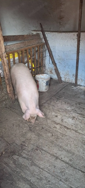 Vând porc 100-110 kg pentru mai multe detali va rog sunați  - imagine 5