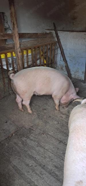Vând porc 100-110 kg pentru mai multe detali va rog sunați  - imagine 3
