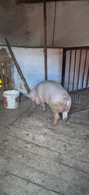 Vând porc 100-110 kg pentru mai multe detali va rog sunați  - imagine 2