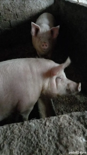 porci de vanzare - imagine 4