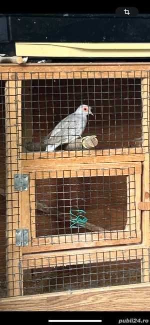 turturele diamant  - imagine 2