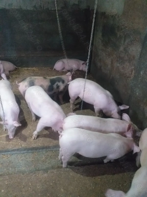 Vand purcei rasa marele alb 30-35kg