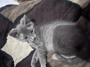 Albastru de Rusia - imagine 3