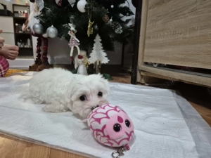 Baietel 6 luni,cauta familie iubitoare. Avem carnetel cu primul vaccin si prima deparazitare.  - imagine 2