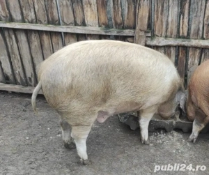 Porc de Țara  - imagine 2