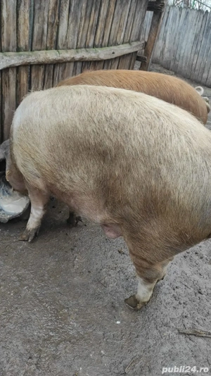 Porc de Țara  - imagine 3