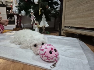 Băiețel bichon maltez mini toys 6 săptămâni,vaccinat,deparazitat,perfect sănătos. Are carnețel.