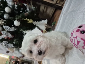 Băiețel bichon maltez mini toys 6 săptămâni,vaccinat,deparazitat,perfect sănătos. Are carnețel. - imagine 2