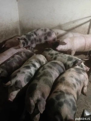 Porci de vănzare!! 