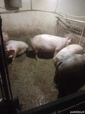 porcii de vănzare!!