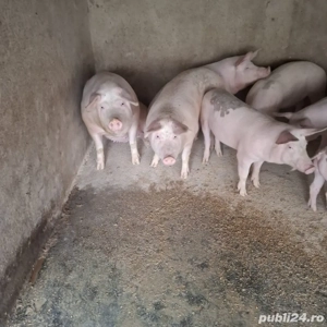 vand porci - imagine 2