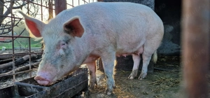 Purcea de vanzare  - imagine 2