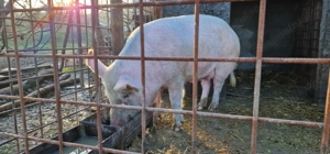 Purcea de vanzare  - imagine 3