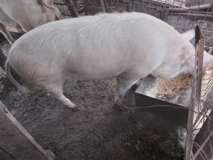 Vând porci 100-200 kg - imagine 3