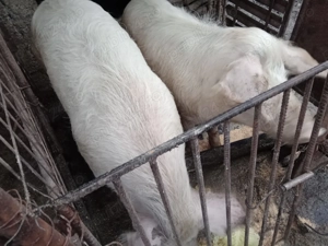 Vând porci 100-200 kg - imagine 4