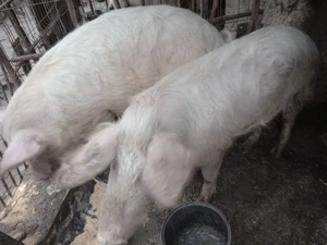 Vând porci 100-200 kg - imagine 2
