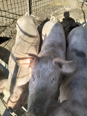 Vind șoldani 1000 bucata - imagine 3