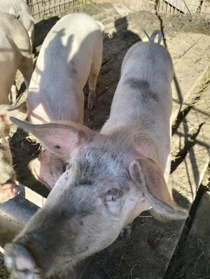 Vind șoldani 1000 bucata