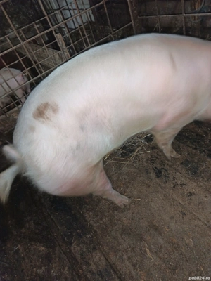 Vand porc  - imagine 4