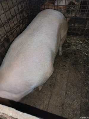 Vand porc  - imagine 3