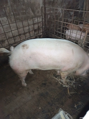 Vand porc  - imagine 2