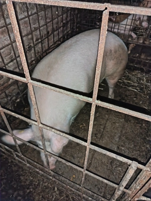 Vand porc  - imagine 5