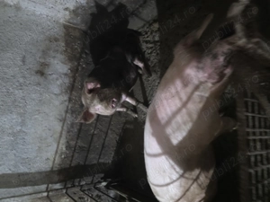 Vand porci crescuți natural 160-200kg