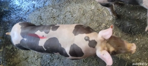 porci casa - imagine 3